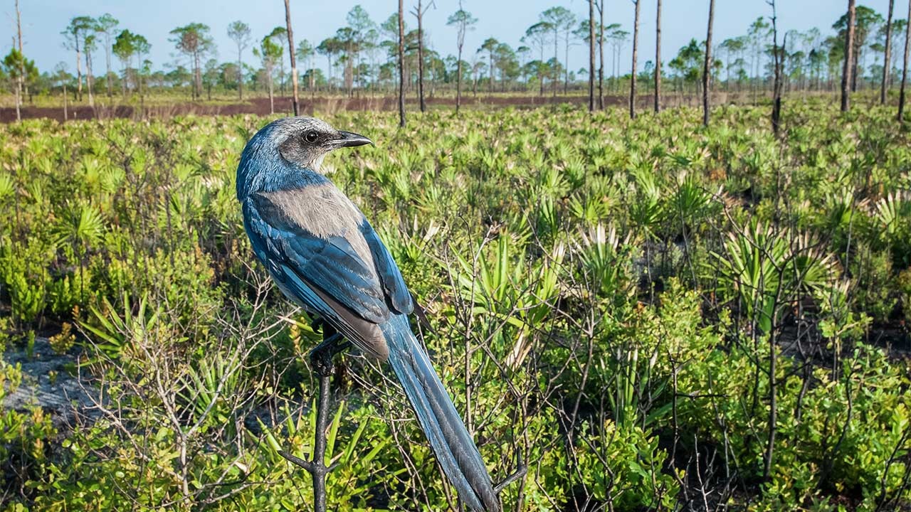 Florida Scrub-Jay perched in its natural scrub habitat, showing distinctive blue and gray plumage against characteristic low-growing vegetation
